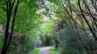 Hiking Cressmans Woods Homer Watson Park Trail Kitchener Ontario [upl. by Esetal]