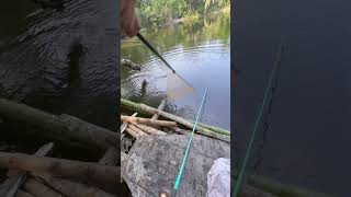 fishing shortsvideo fishingvideo fisherboy bigfish [upl. by Kcinimod]