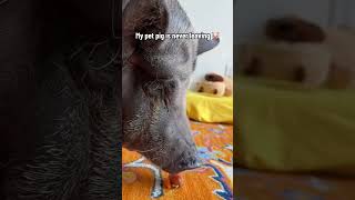 My Pet Pig Never Leaves  Meet My Pet Pig [upl. by Nalaf]