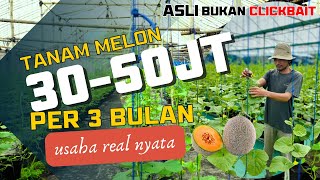 OMSET BESAR PANEN CEPAT  PELUANG USAHA MELON KISAH SUKSES MAS WAHYU G PELIT ILMU DIAJARIN CARANYA [upl. by Khanna]