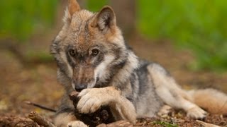 Wölfe für Hunde gefährlich Attacke Wolf Hund Gefahr Wolfcenter by schuhplus  Schuhe in Übergrößen [upl. by Erdnaek]