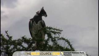 Martial Eagle in Serengeti National Park [upl. by Alyahsal]