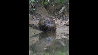 Coypu and Familywatch until the end when the kids arrive [upl. by Jeanie]