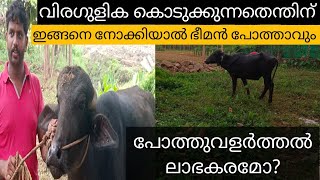 How to raise buffalo profitably  പോത്തുവളർത്തൽ ലാഭകരമോ  varietytips KL38 [upl. by Dennis]