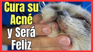 💘 ¿CÓMO CURAR EL ACNÉ PUNTOS NEGROS EN GATOS CON TRATAMIENTO CASERO💘 [upl. by Esbenshade]