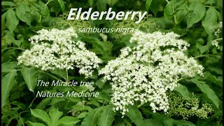 Elderberry Sambucus Nigra Natures Medicine Cabinet [upl. by Animsaj]