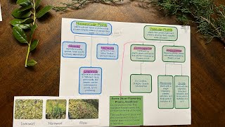 Plant Classification Vascular Plants and NonVascular Plants [upl. by Hanala]