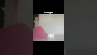 The Catnapper 🙀 catsofinstagram catsoftiktok cats catstagram catsofworld viralcats viral [upl. by Schulein631]