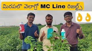 MC Line resultsmegafolmc extramc setvalagrosyngenta 2043chilliమిరప పంటలో MC Line ఫలితాలు [upl. by Mack]