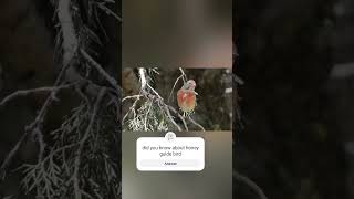 Honeyguide bird help people shorts facts kimtifacts animals [upl. by Thgirw]