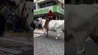 Toro 🐂 Ferdinando en blanco❤️ferdinando torro toro toros love lovestatus viralvideo [upl. by Giusto]