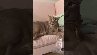 Puma cat animals bigcat floppa shotsvideos [upl. by Ahsen]