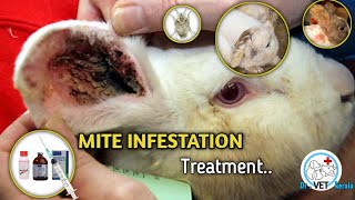 How to treat mite infestation in rabbit  rabbit ear mite treatment ear mite infection  mange [upl. by Che47]