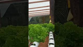 Semester vs jonction trending gardening selada farming shorts viralvideo fyp [upl. by Main452]