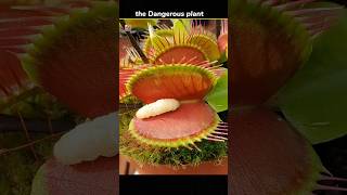 venus fly trap plant  shorts facts [upl. by Derfiniw]