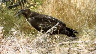 Immature RedTailed Hawk Kills and Eats Rabbit in San Diego California [upl. by Kamerman845]