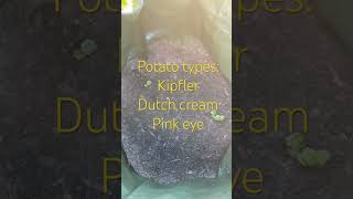 Homegrown Potatos  Kipfler Dutch Cream and Pink Eye gardening ediblegarden potato homegrown [upl. by Brabazon]