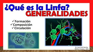 🥇 ¿Qué es LA LINFA Formación Composición Circulación ¡Fácil y Sencillo [upl. by Atinnor]