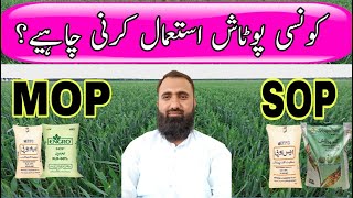 Which is the best Potash For Wheat  SOP vs MOP  Bilal Kanju Official [upl. by Ttennaej]