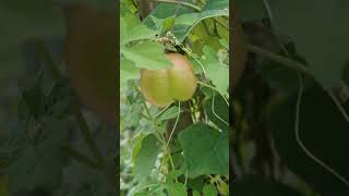 Volunteer tomatillo plants are fruiting free fruits fruit tomatillo plants veggie food short [upl. by Etterb677]