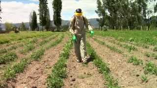 Pesticidewise spot spraying herbicides [upl. by Elrae]