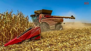 CASE IH AF10 Combine Harvesting Corn [upl. by Mccallum]