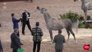 Italian Nationals 2019  2 Years Old Fillies Class 2B [upl. by Rebmac]