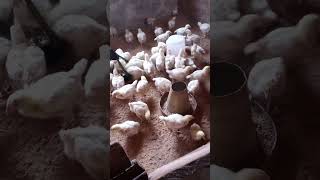 Ukah Generic Farm Nig Inc Otukpo Poultry [upl. by Llenrap]