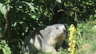 Jolie Marmotte  Champagny en Vanoise  Glacialys [upl. by Allebara]