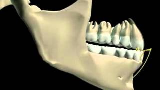 Mandibular Movement 3D [upl. by Ehtyaf415]