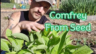 How To Grow Comfrey From Seed Crowns and Root Cuttings [upl. by Frymire]