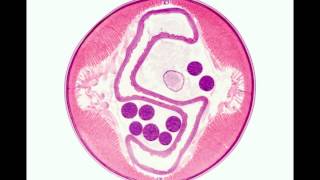 Ascaris Internal Anatomy [upl. by Limemann]