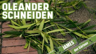 Wie und wann schneidet man eigentlich Oleander  James der Gärtner [upl. by Bohlin325]