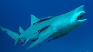 Dans les yeux du requin citron FullHD 2014 [upl. by Eislel55]