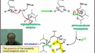 Sarin A Serine Protease Inhibitor [upl. by Jany302]