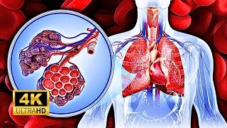 Respiratory System In 3D 4K Animation [upl. by Aikcir]