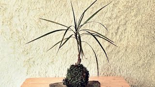 First Kokedama using a Dracaena [upl. by Asp]