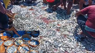 Bumper Fish Catch Today At Caranzalem Beach [upl. by Almond]