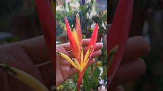 Heliconia plant first Flower kavyagardengallery ytshorts gardening shorts [upl. by Liddy366]