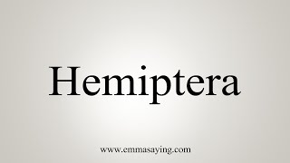 How To Say Hemiptera [upl. by Strohben]