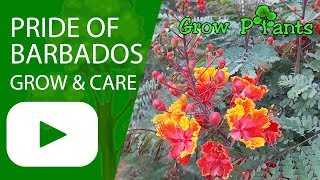 Pride of barbados  grow amp care Caesalpinia pulcherrima [upl. by Eerised]