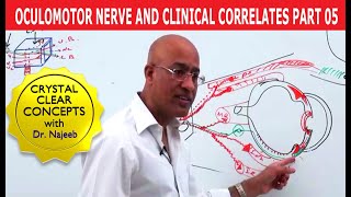 Oculomotor Nerve and Clinical Correlates Part 5 [upl. by Maryanne]