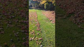 Mulching the leaves away satisfyinglawncare vlog shorts lawnmower zeroturnmower [upl. by Trebuh]