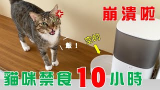 【豆漿  SoybeanMilk】貓咪被禁食10小時，竟然用按摩拜託 [upl. by Schulman458]