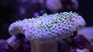 Leather Coral Timelapse Sarcophyton soft coral [upl. by Zulema173]