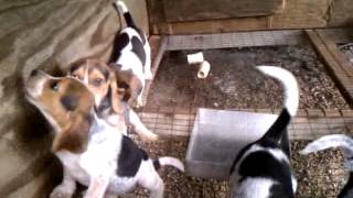 Blue Tick Beagle Puppies [upl. by Riggs]