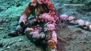 Ctenophores from BlennyWatchercom [upl. by Ecylahs999]