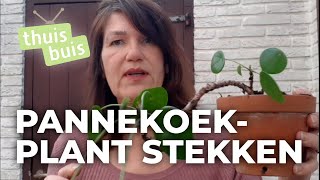 In 10 minuten een pannenkoekplant stekken  ThuisLeren [upl. by Anoek472]