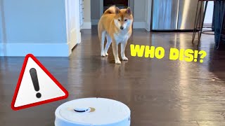 Shiba Inu Reacts to iRobot  Super Shiba [upl. by Arivle]