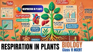 Respiration in Plants  Class 11 Biology Chapter 14  NCERT Explained [upl. by Emmery]